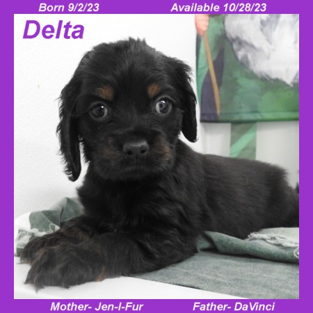 puppy, for, sale, Cocker Spaniel, Joe & Cherri  Overlease, dog, breeder, Miller, MO, dog-breeder, puppy-for-sale, forsale, nearby, find, puppyfind, locator, puppylocator, aca